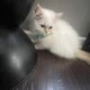 Himalayan loving flame point male kitten