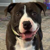 Pitbull/Lab Mix – Looking for a Loving Home
