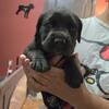 ICCF Cane Corso Puppies - St. Augustine, FL