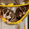 Sugar Gliders