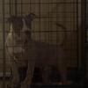 Xl bully puppy