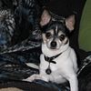 Stud Service Tri-colored Male Chihuahua Small dog Proven