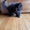 Iowa CFA Registered Maine Coon Kittens- Female Ready Soon