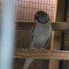 Male Indian ringneck parrot