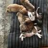 Olde English bulldogge puppies 3 left