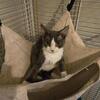 Devon rex female