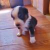 Australian shepherd male 4