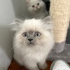 Pure Bred Blue Point Himalayan Kitten