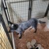 Blue heeler puppies males 