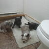 BEST OFFER FRENCH BULLDOGS 