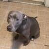 Blue pittbulls for sale