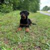 AKC Rottweiler Female Puppy