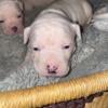 Pure bred registered American Bulldog puppies