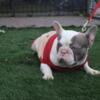 Titi Isabella French Bulldog Stud