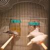 Zebra Finches Regular and English size