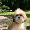 Shih-tzu puppies for sale