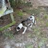 Bandog Presacanario and Dogo Argentino mixed and Pitbull and Presacanario Mixed