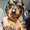 Mini dachshund girls