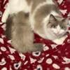 Ragdoll kitten Blue Point 500.00 price drop