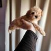 Poodles