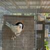 Proven Quaker parrots pairs Available