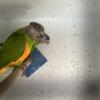 Senegal Parrot Male