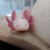 Young axolotl with COMPLETE SETUP + extras 