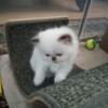 Persian Himalayan boy kitten long hair blue eyes