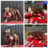 ENGLISH BULLDOG PUPPIES FOR SALE