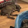 Cane Corso Puppies 