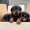 AKC German Rottweiler Puppies Ready November 16