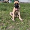 Male Cane Corso puppy