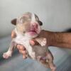 American Bully