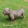 American Bully 