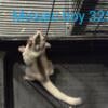 Male sugar gliders for adoption