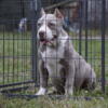 American bully male pup 3½ months old