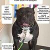 UKC GR CH! National Total Dog titled Standard Am Bully Stud OFA/Health Tested