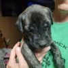 English mastiff puppies only 1 left female fawn