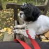 Year old Shih Tzu looking for a fun loving family will trade for Shepherd or Lab