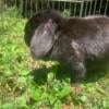 Senior Female Bunny For Rehoming