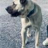 Turkish Boz Shepherd Puppies