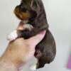 Exotic Yorkie chocolate color