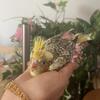 Friendly cockatiels 