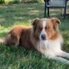 AKC Australian Shepherd Stud Service Dog