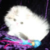 Persian Kittens DILUTE Males & Females Due 07/01/24