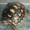 Cherry Head Red Foot Tortoise