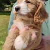 Mini Golden doodle puppies