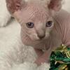Sphynx kittens