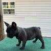 French bulldogs 3 months to 9 months all AKC registered