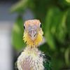 Handfed Male Caique Baby